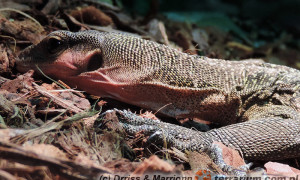 Varanus jobiensis