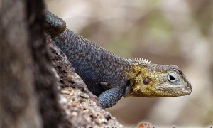 Agama spinosa – agama kolczasta