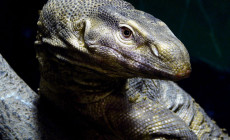 Varanus flavescens