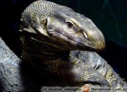 Varanus flavescens