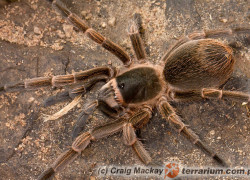 Cyrtopholis ramsi – ptasznik