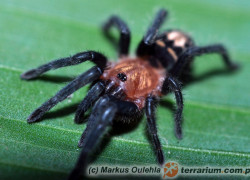 Davus ruficeps – ptasznik