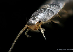 Zygentoma – rybiki