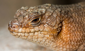 Egernia stokesii