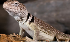 Crotaphytus collaris – obrożniak zwyczajny, legwan obrożny*