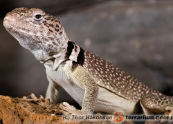 Crotaphytus collaris – obrożniak zwyczajny, legwan obrożny*