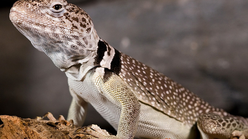 Crotaphytus collaris – obrożniak zwyczajny, legwan obrożny*