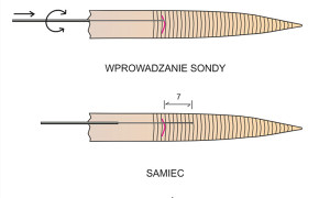 Rozpoznawanie płci u węży