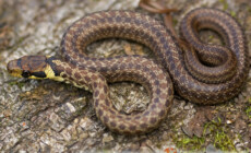 Węże właściwe – hodowla pojedynczo czy w grupie?