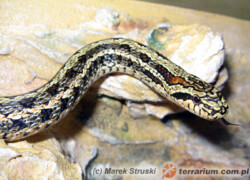 Elaphe dione – wąż diony