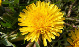 Taraxacum officinale – mniszek lekarski