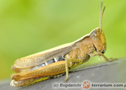 Orthoptera – prostoskrzydłe