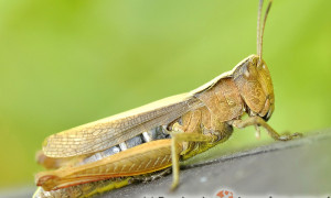 Orthoptera – prostoskrzydłe