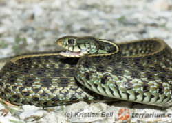 Thamnophis sirtalis – wąż pończosznik