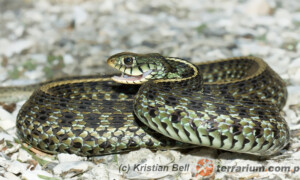 Thamnophis sirtalis – wąż pończosznik