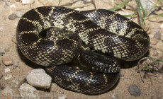 Lampropeltis getula – lancetogłów królewski