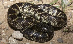 Lampropeltis getula – lancetogłów królewski