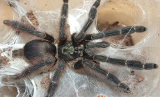 Tapinauchenius plumipes – ptasznik