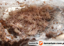 Tapinauchenius plumipes – raport rozmnożeniowy