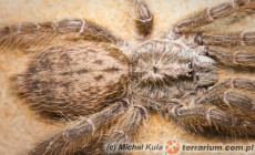 Heteroscodra maculata – ptasznik