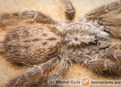 Heteroscodra maculata – ptasznik