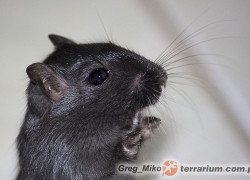 Meriones unguiculatus – myszoskoczek mongolski