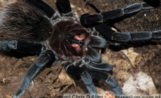 Xenesthis immanis – ptasznik