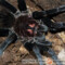 Xenesthis immanis – ptasznik