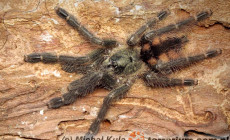 Tapinauchenius subcaeruleus – ptasznik