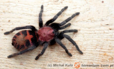 Davus fasciatus – ptasznik tygrysi – ptasznik