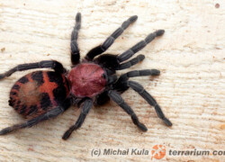 Davus fasciatus – ptasznik tygrysi – ptasznik