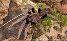 Selenocosmia arndsti – ptasznik