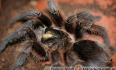 Phormictopus atrichomatus – ptasznik