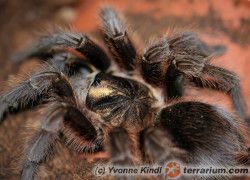 Phormictopus atrichomatus – ptasznik