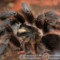 Phormictopus atrichomatus – ptasznik