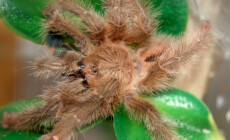 Iridopelma hirsutum – ptasznik