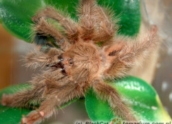 Iridopelma hirsutum – ptasznik