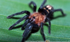 Metriopelma zebratum – ptasznik