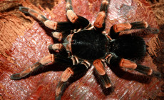 Abdomegaphobema mesomelas