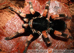 Abdomegaphobema mesomelas