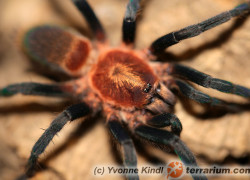 Holothele longipes – ptasznik