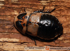 Samica - Lucihormetica subcincta - karaczan świetlikowy*