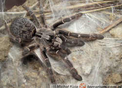 Ceratogyrus darlingi – ptasznik