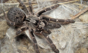 Ceratogyrus darlingi