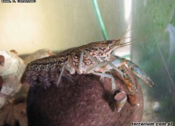 Procambarus fallax forma virginalis – rak marmurkowy