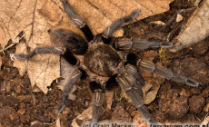 Aphonopelma aberrans – ptasznik