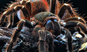 Acanthoscurria theraphosoides