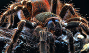 Acanthoscurria brocklehursti