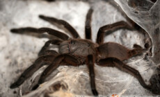 Chilobrachys andersoni – ptasznik