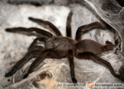 Chilobrachys andersoni – ptasznik